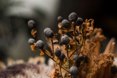 a beautiful dried flowers close up spring backgroundの写真素材