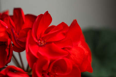 a beautiful red flowers with buds in spring