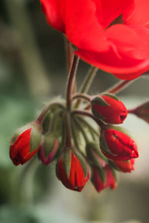a beautiful red flowers with buds in springの写真素材
