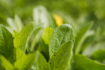 a green leaves grow from the ground in springの写真素材