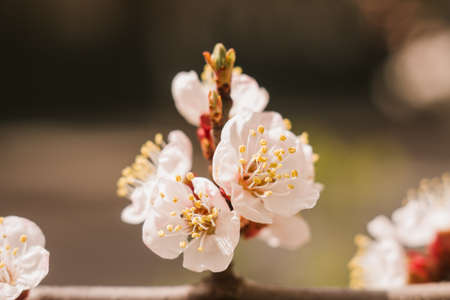 an apricot flowers in spring bloom on the treeの写真素材