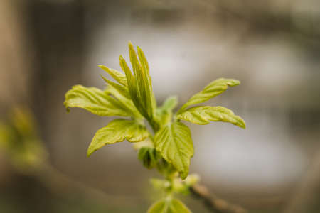 twig with new leaves in spring blooms