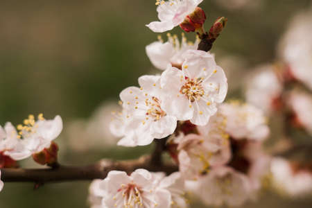 an apricot flowers in spring bloom on the treeの写真素材