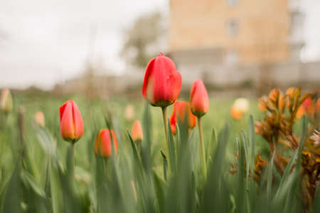 a beautiful tulips grow in the garden in springの写真素材