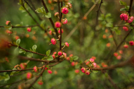 a bush with pink flower buds in the garden in springの写真素材