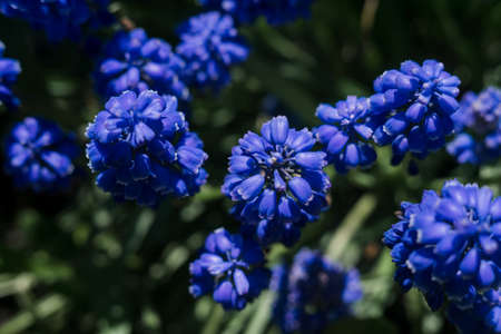 a beautiful blue flowers in the garden on a branchの写真素材