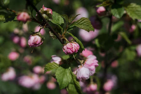 a beautiful pink flowers on a branch in springの写真素材