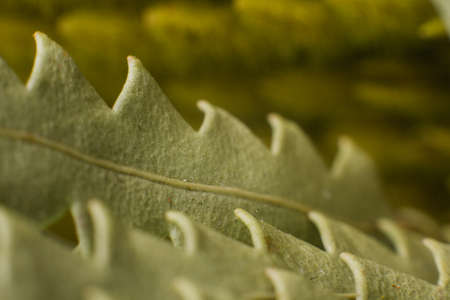 a yellow dry spikelets macro nature backgroundの写真素材