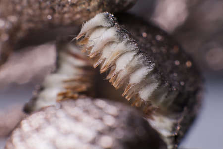 a beautiful flower seeds macro nature backgroundの写真素材