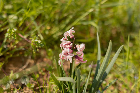 a small pink flowers sprouted from the ground in springの写真素材
