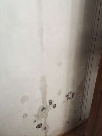 a black fungus on the white wall in the roomの写真素材