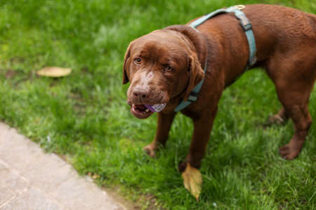 a brown big dog playing with a toy on the grassの写真素材