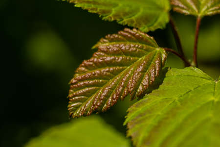 a big beautiful tree leaf spring macro background