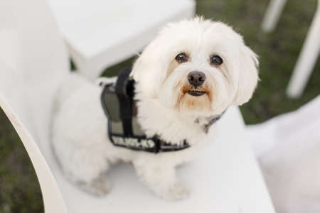 white dog maltese sits on a chair in a restaurantの写真素材