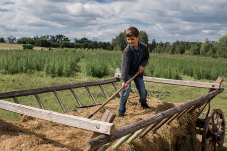boy rakes hay on a farm in a wagonの写真素材