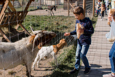 a little boy feeding goats at the zooの写真素材