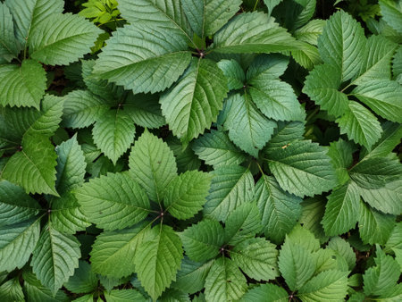 a background of fresh green leaves in the gardenの写真素材