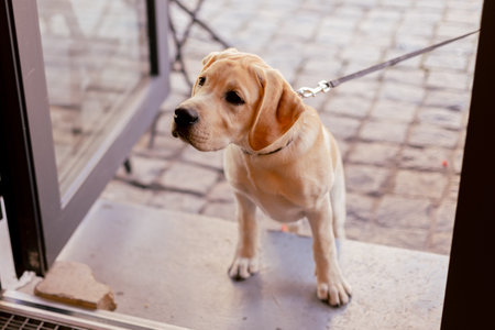 a white labrador dog on the street in the cityの写真素材