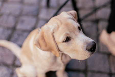 a white labrador dog on the street in the cityの写真素材