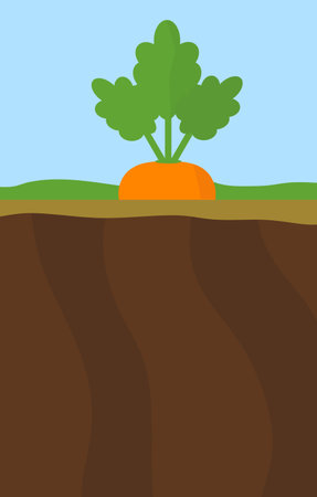 a yellow ripe fresh carrot with green leaves growing in the ground on the farmのイラスト素材