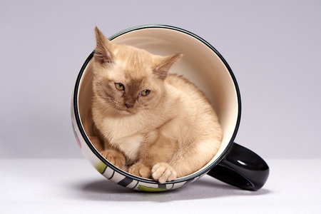 kitten breed Burma on a light backgroundの写真素材