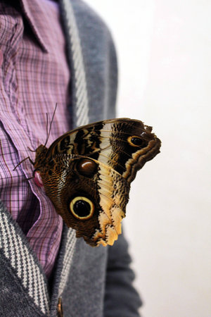 butterflyの写真素材