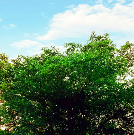 shade trees with cloudy skiesの写真素材