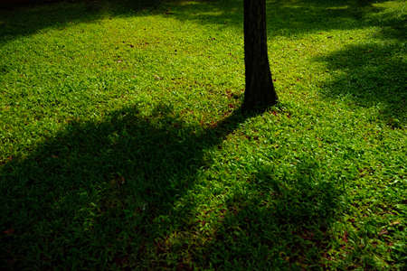 the shadow of the tree seen in thousands of small green grass makes me want to lie on the grass and feel cool and comfortable even if only temporarylyの写真素材
