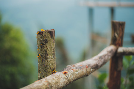 traditional wooden fence on tourist attractionの写真素材