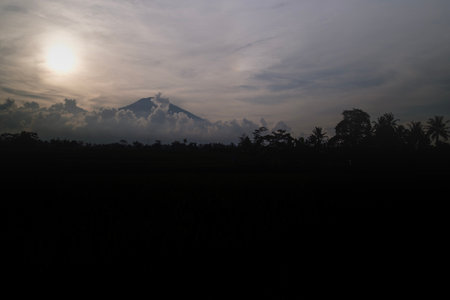 rice field scenery in the morning after rain