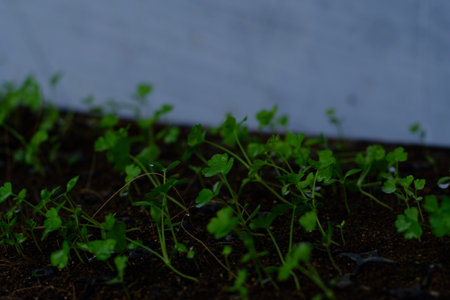 planting small celery seedlings in the yardの写真素材