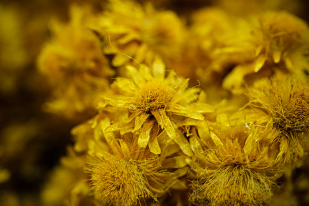 helichrysum arenarium, also known as yellow perennial flower, has an attractive yellow color.の写真素材