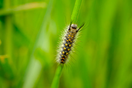 A caterpillar perched on a green leaf