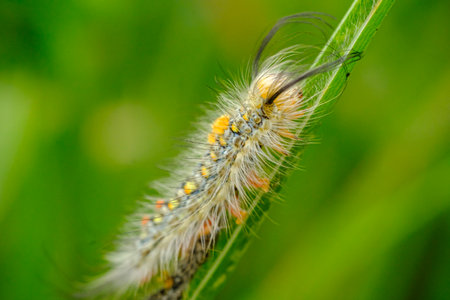 portrait of a feathered caterpillar on a perch and walking slowlyの写真素材