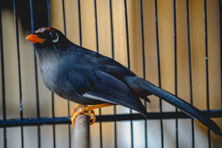 beautiful jet black poksay in a cageの写真素材