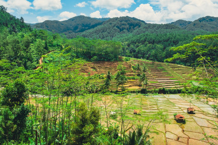 the view of rice fields in the village that is still green refreshes the eyes