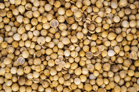 portrait of coriander used for seasoning