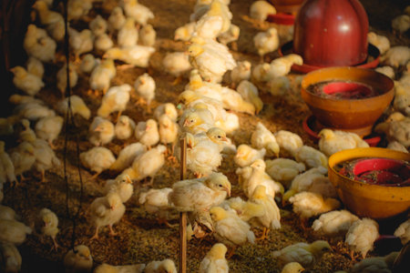 chickens in the henhouse,chickens in the henhouse