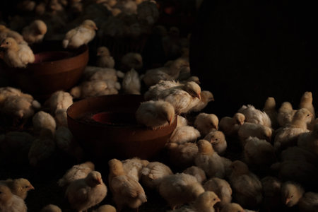 chickens in a wooden bowl on a dark background, selective focusの写真素材