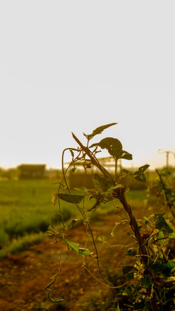 Vineyard in the morning light, Thailand, Asia.