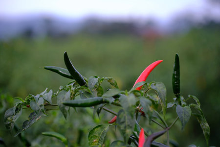 Red chili pepper on the plant in the vegetable garden, Thailand.