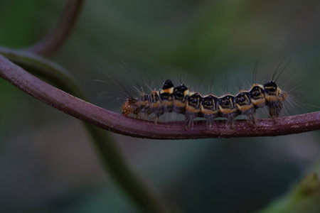 Caterpillar on a plant in the rainforest of Costa Rica