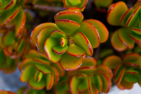 close-up of a succulent plant in autumn seasonの写真素材