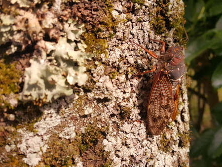 cicadaの写真素材