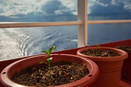 Young plant in the morning light, grown up by seamen in the middle of the ocean, on a background of...