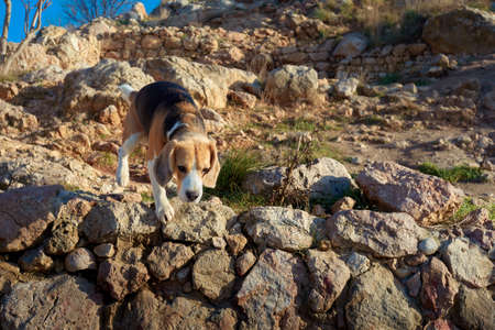 Portrait of beagle during beatiful sunset. Background with dog.の写真素材