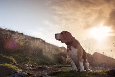 Portrait of beagle during beatiful sunset. Background with dog.