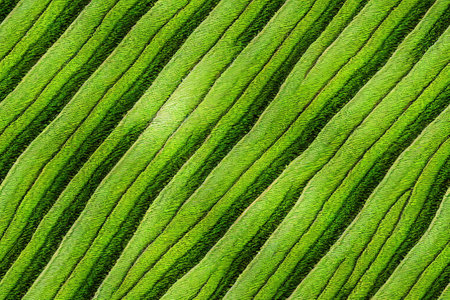 Beautiful green rice pattern 3d illustratedの写真素材