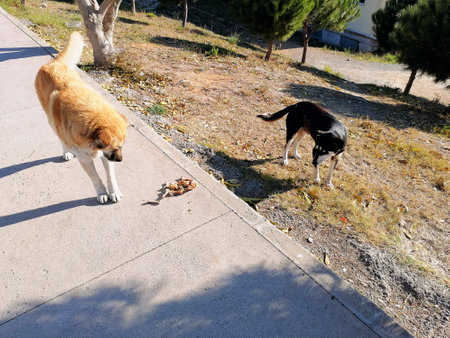 Hungry cute homeless dogs eating bonesの写真素材