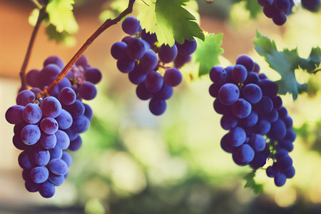 Vertical shot of delicious fresh grapes